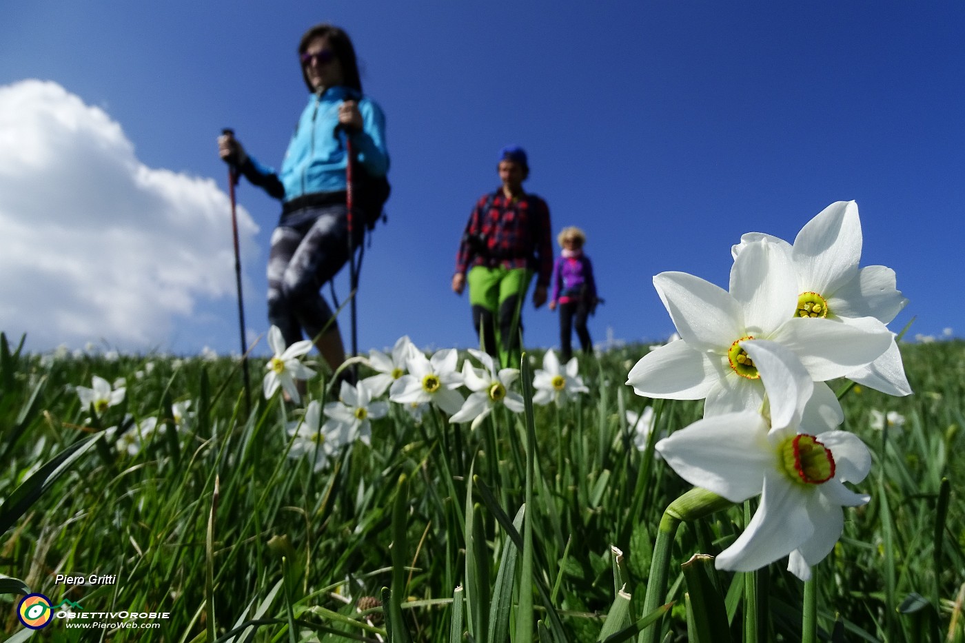 73 Scendiamo tra distese di narcisi in fiore.JPG